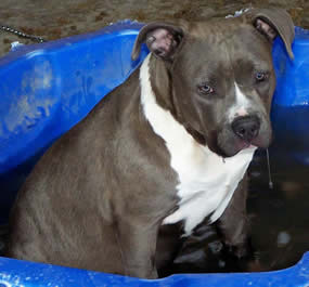 Bellamon Twisted Tess